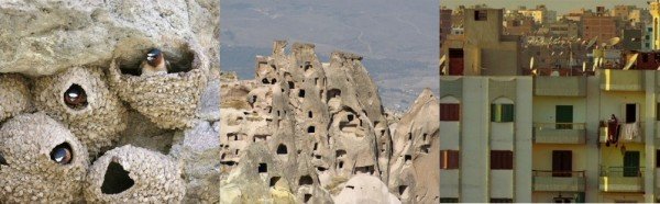 swallow mud nests; Cappadocian cave houses; an Egyptian apartment complex