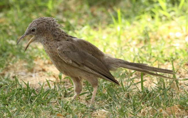 Arabian_Babbler